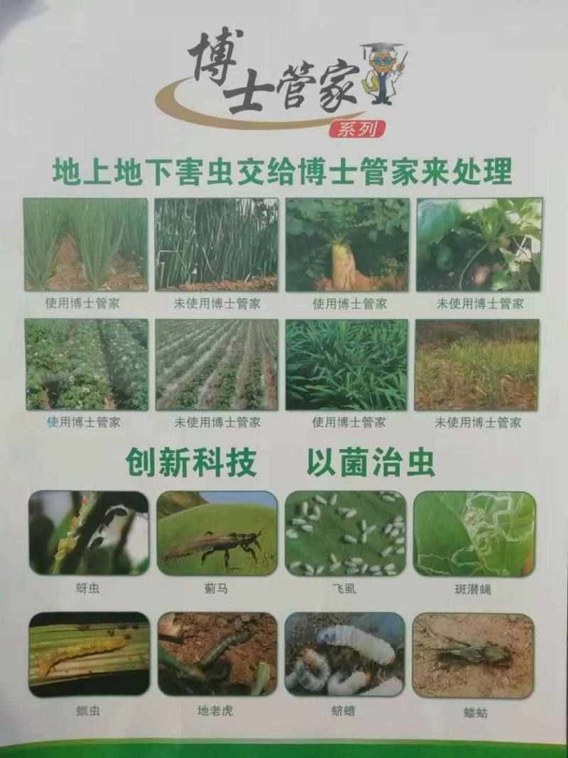 博士管家专注葱姜系列量大从优厂家发货