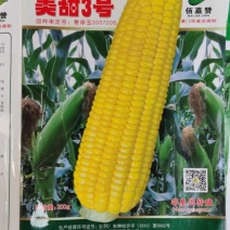 美甜3号超甜的甜玉米种子甜度好产量高穗大