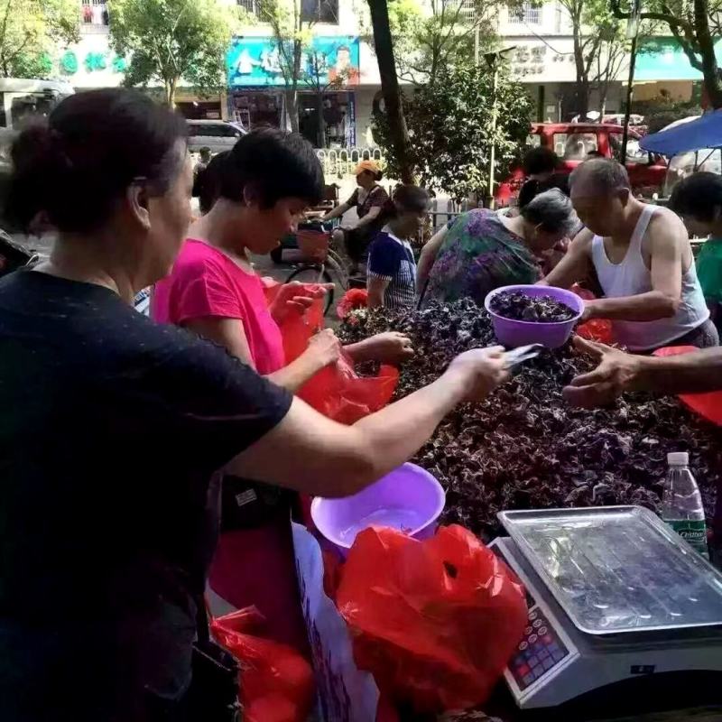 水洗毛木耳黑木耳地摊展会跑江湖爆利一手货源