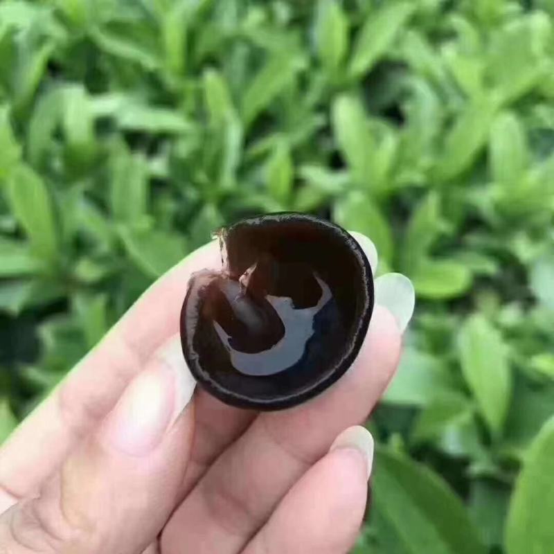 正宗黑木耳小木耳碗耳一手货源批发全国发货