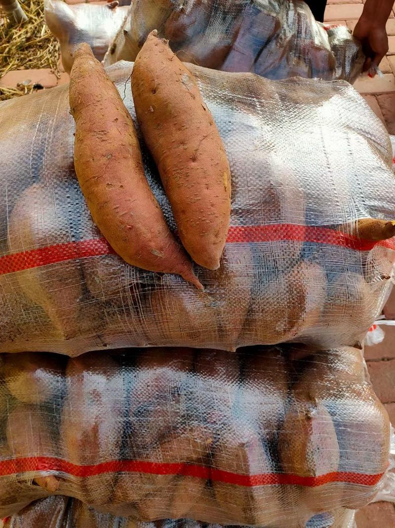 山东优质红薯基地，对外供应，品种全货源充足诚信第一可发