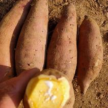 山东优质红薯基地，对外供应，品种全货源充足诚信第一可发