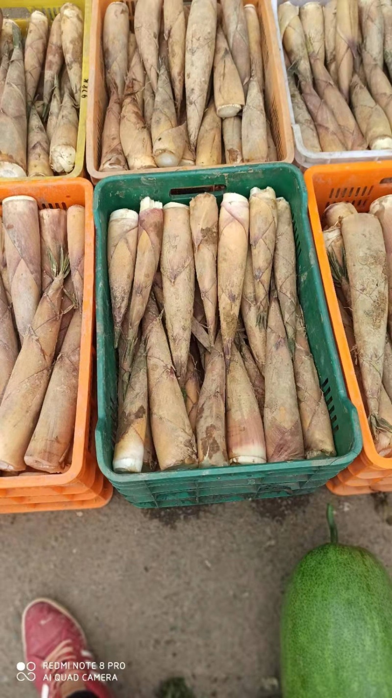 新品甜笋上市啦可以发货