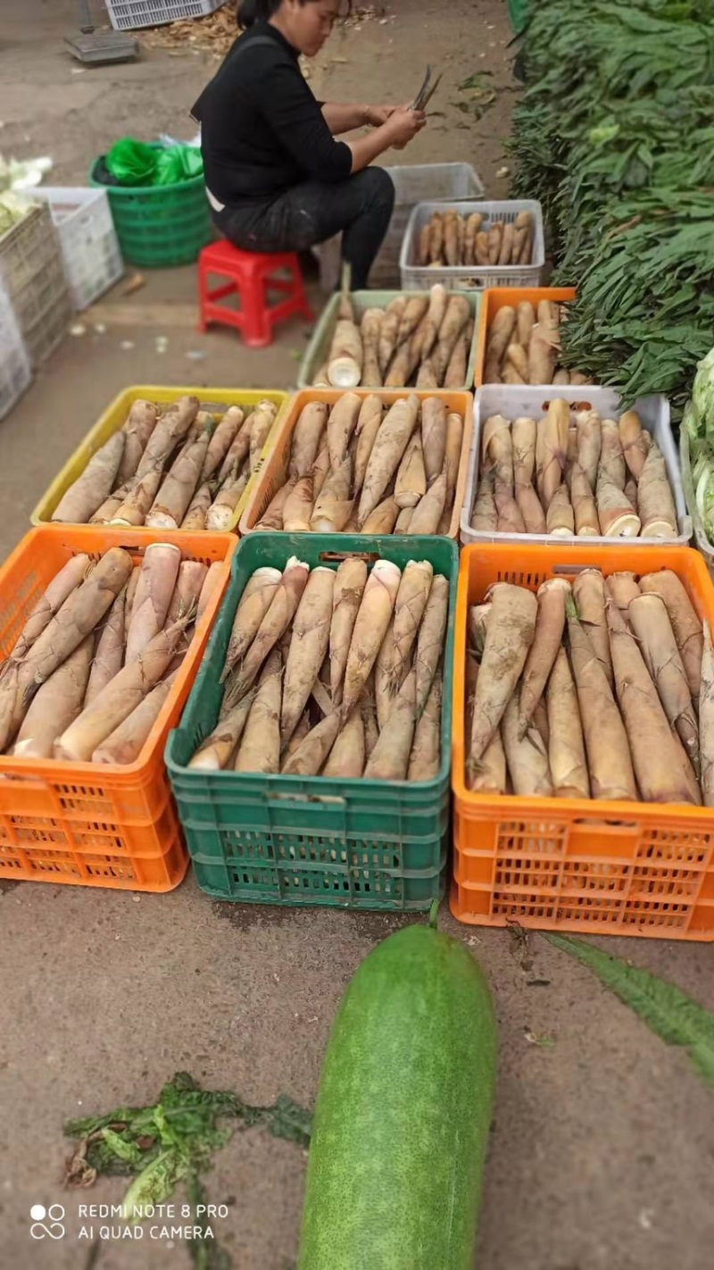 新品甜笋上市啦可以发货