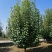 11公分八棱海棠价格22公分八棱海棠树价格