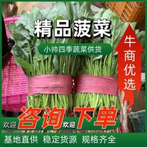 精品本地菠菜大量上市大叶菠菜，一手货源