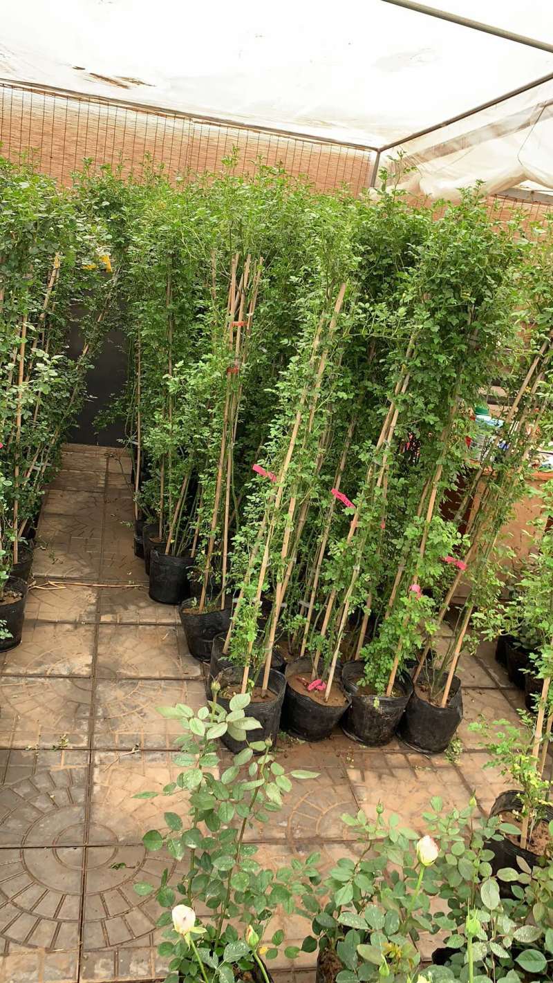 蔷薇爬墙红木香粉色达芬奇等