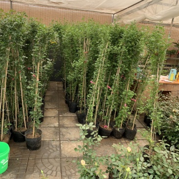蔷薇爬墙红木香粉色达芬奇等