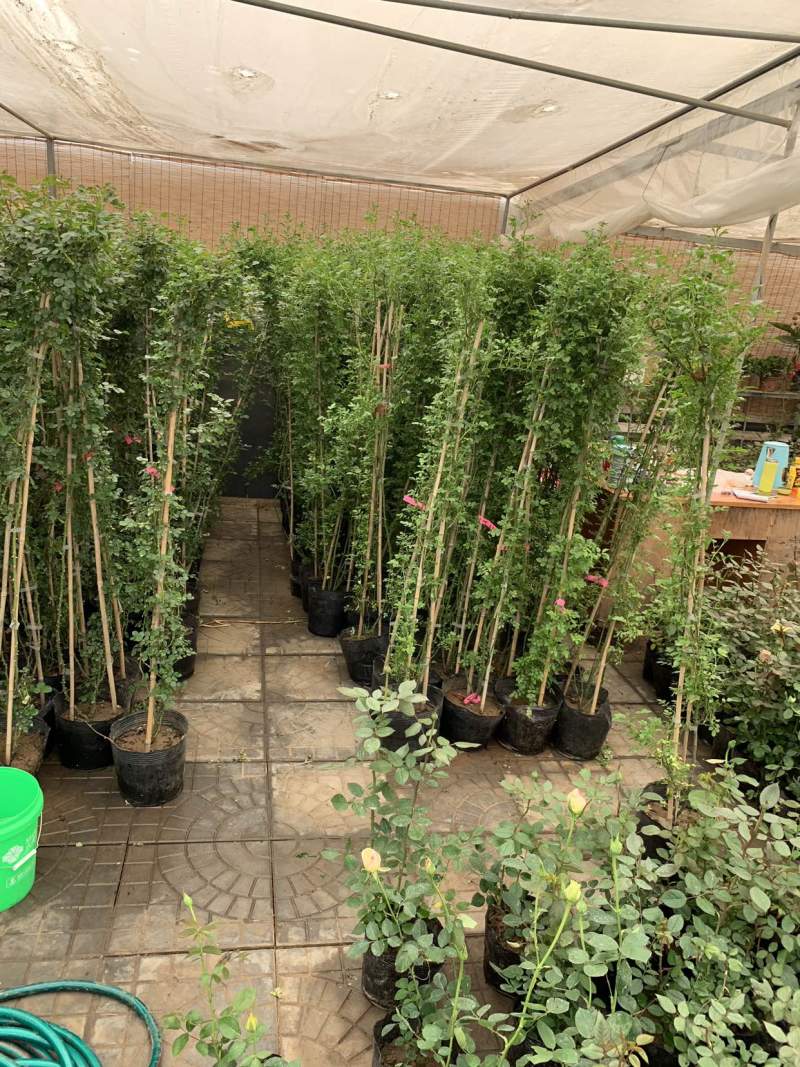 蔷薇爬墙红木香粉色达芬奇等