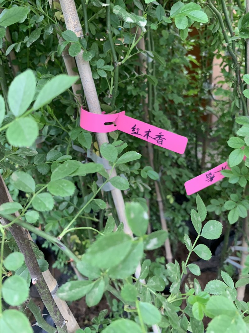 蔷薇爬墙红木香粉色达芬奇等