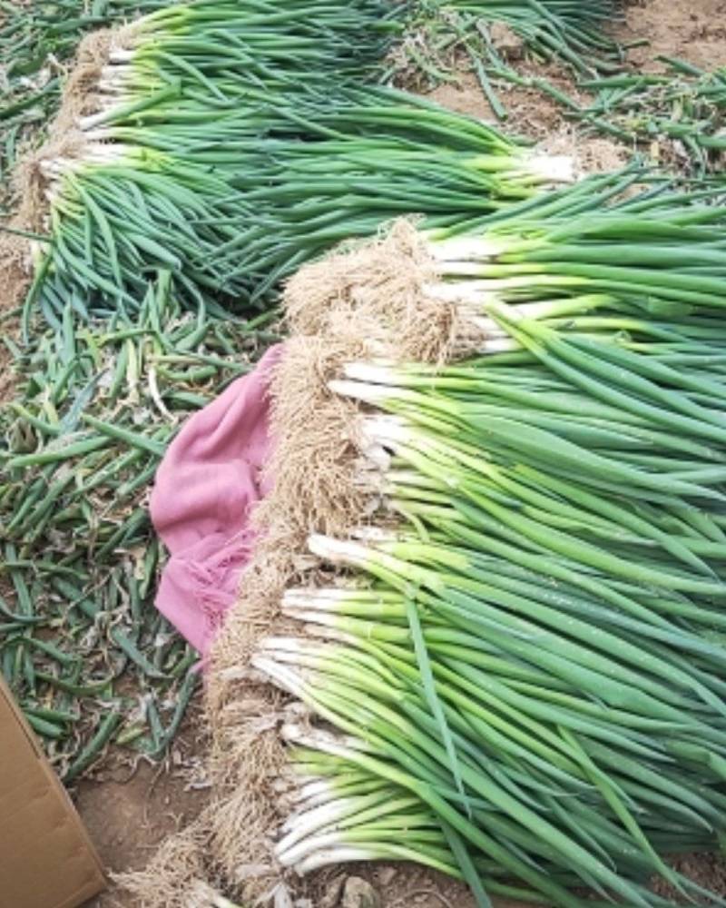 亅山东分葱脱水分葱朵葱基地种植，货源充足基地发货一手货源