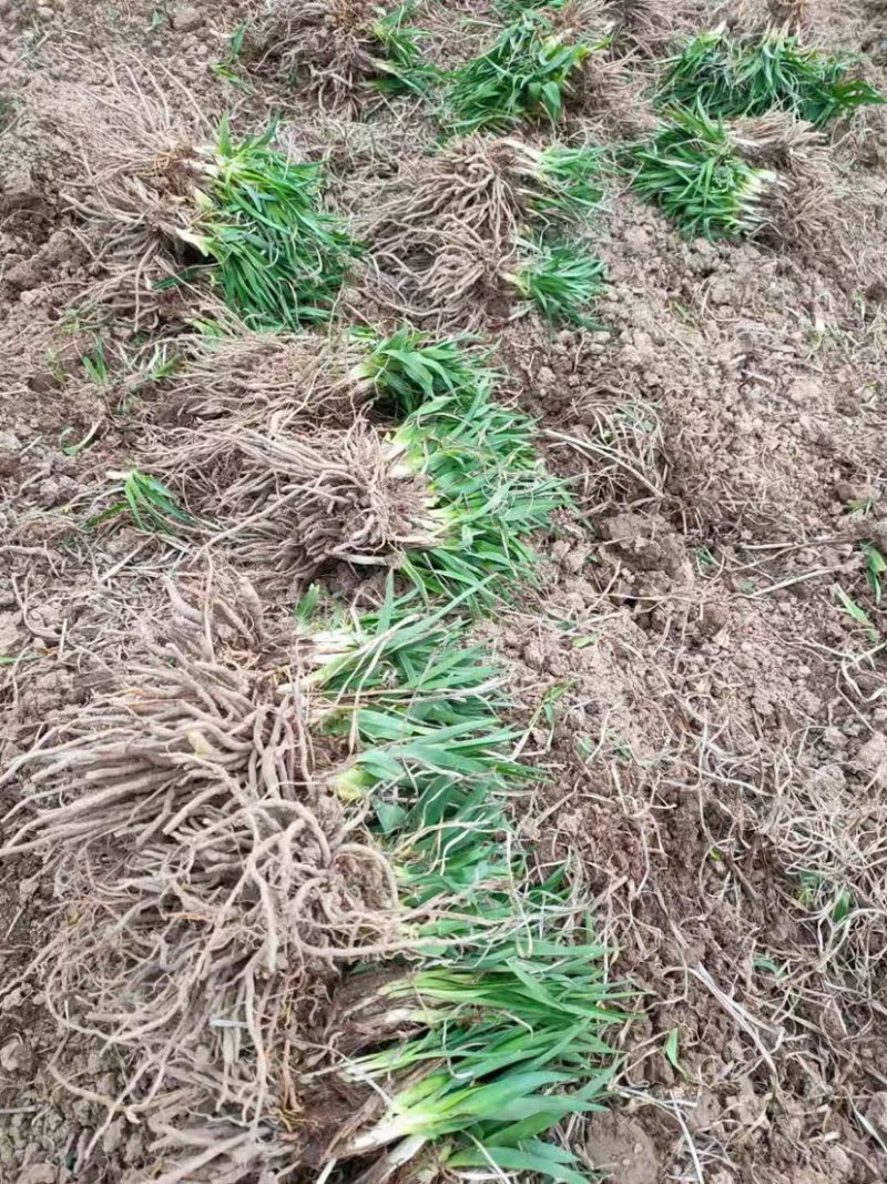 金娃娃萱草大花萱草保质保量代发全国支持现场选货