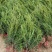 蜀桧30公分-3米高大小规格齐全自产自销不脱腿根系好成活