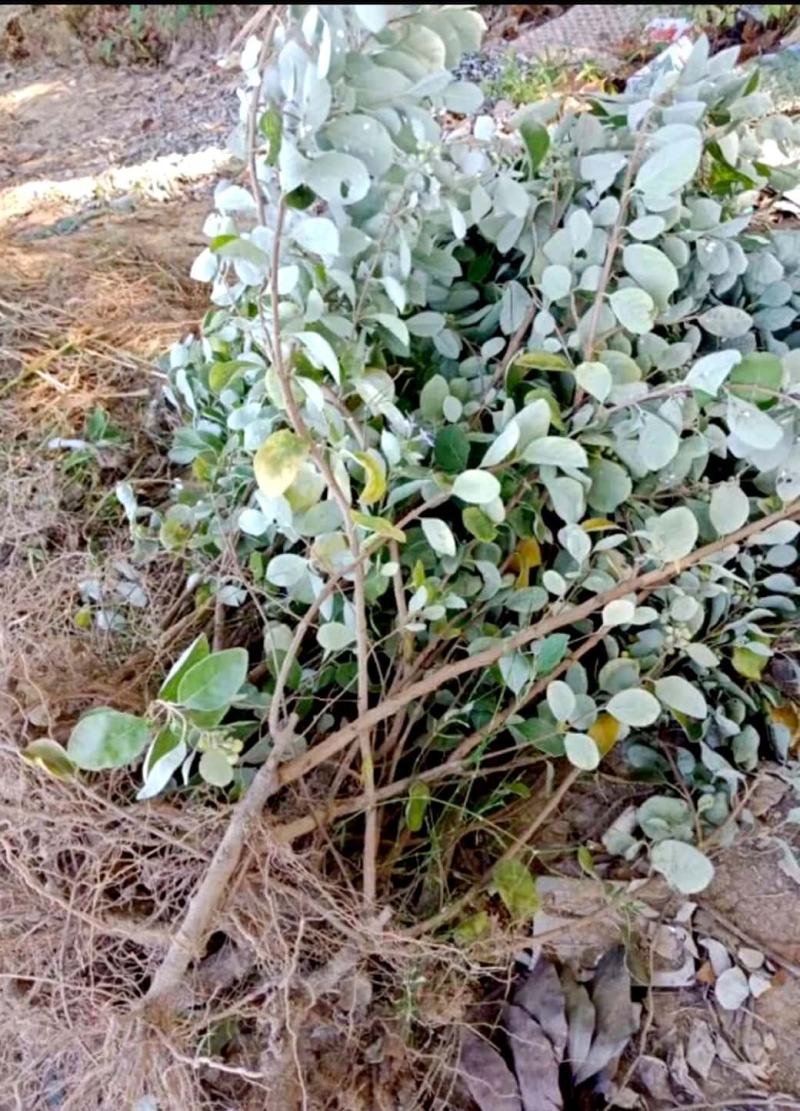 单叶蔓荆子扦插苗当年挂果苗中药材种苗产量高管理简单