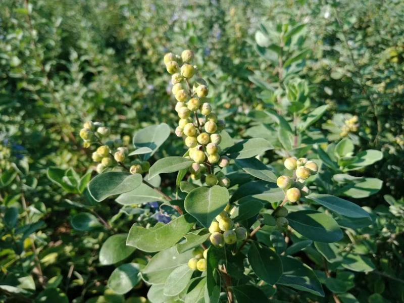 单叶蔓荆子扦插苗当年挂果苗中药材种苗产量高管理简单