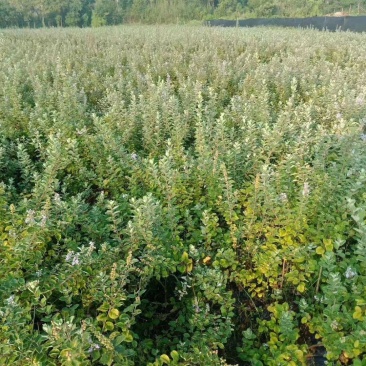 单叶蔓荆子扦插苗当年挂果苗中药材种苗产量高管理简单