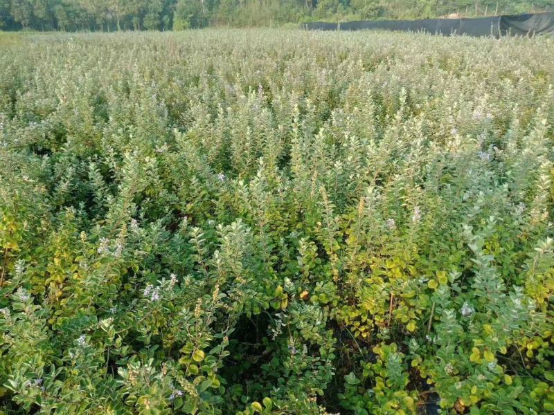 单叶蔓荆子扦插苗当年挂果苗中药材种苗产量高管理简单