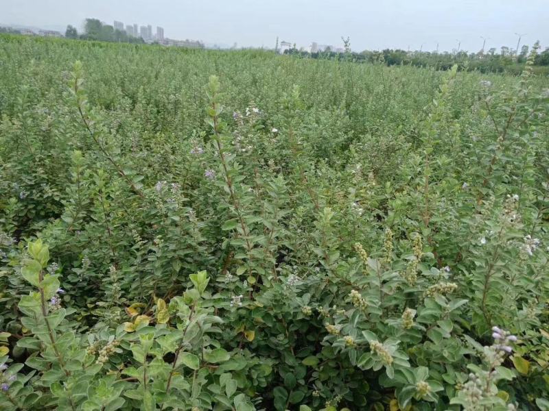 单叶蔓荆子扦插苗当年挂果苗中药材种苗产量高管理简单