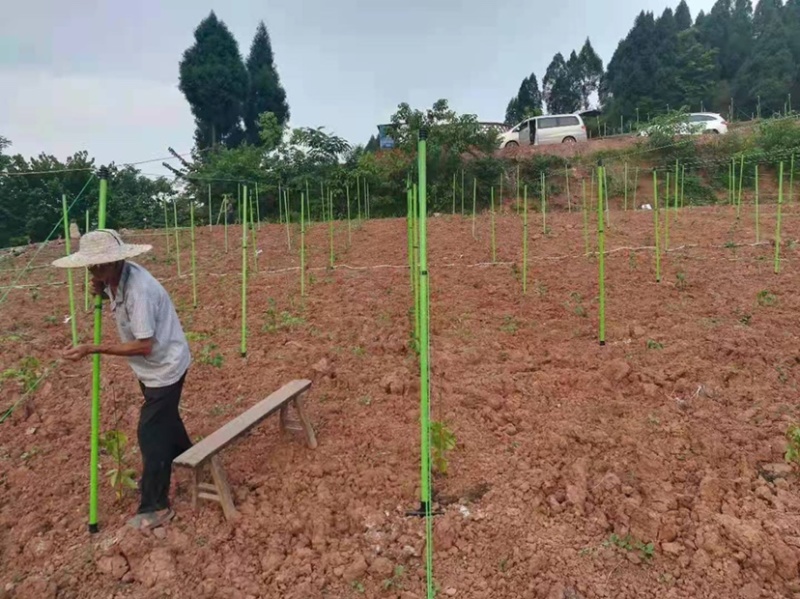 玻璃纤维杆替代水泥柱子立柱百香果支架量大从优