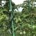 玻璃纤维杆替代水泥柱子立柱百香果支架量大从优