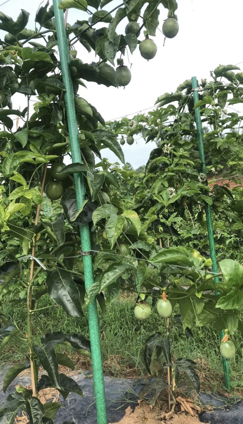玻璃纤维杆替代水泥柱子立柱百香果支架量大从优