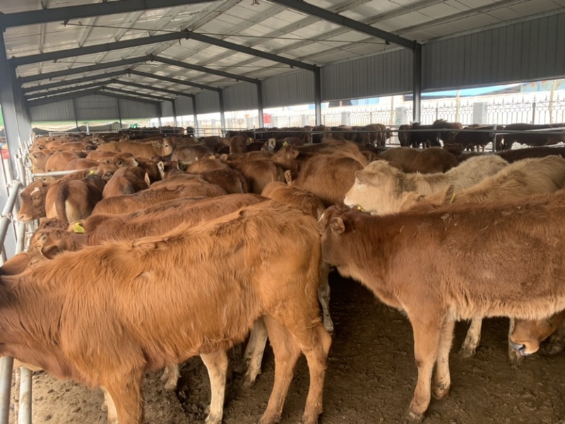 300斤左右肉牛犊，黄牛犊，牛苗牛崽子，育肥牛犊牛仔