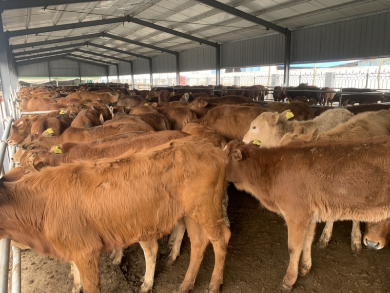 300斤左右肉牛犊，黄牛犊，牛苗牛崽子，育肥牛犊牛仔