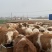 300斤左右肉牛犊，黄牛犊，牛苗牛崽子，育肥牛犊牛仔