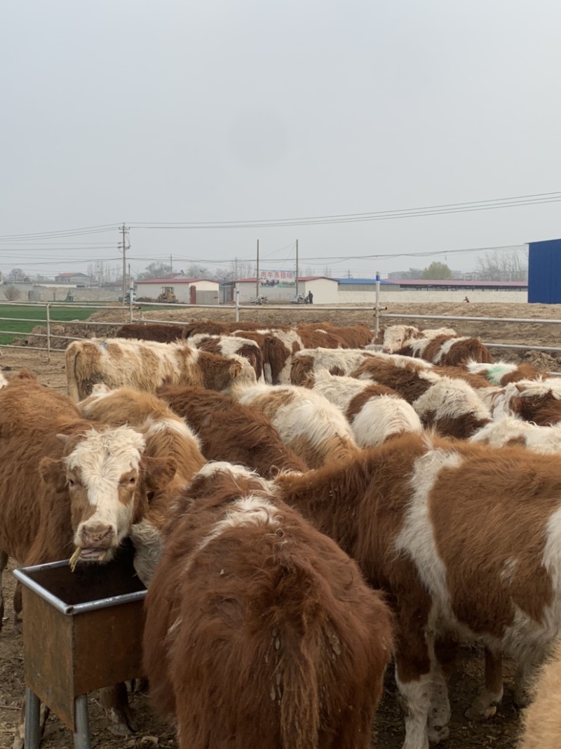 300斤左右肉牛犊，黄牛犊，牛苗牛崽子，育肥牛犊牛仔