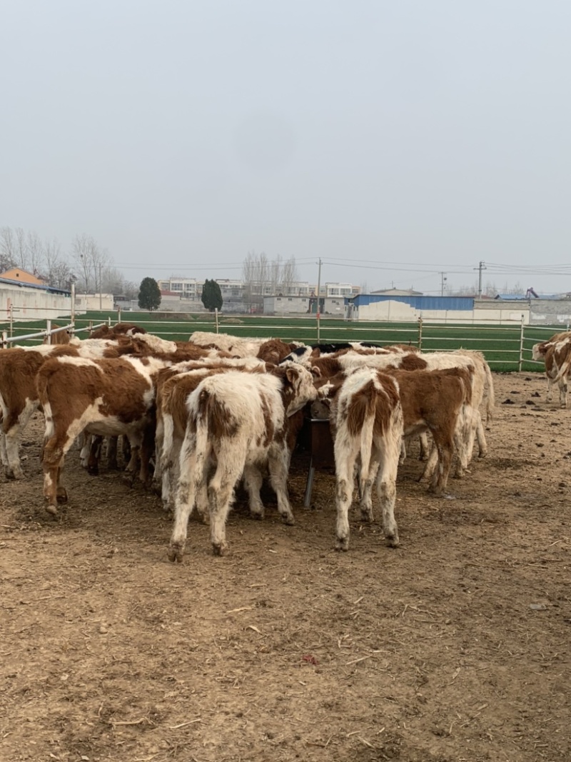 300斤左右肉牛犊，黄牛犊，牛苗牛崽子，育肥牛犊牛仔