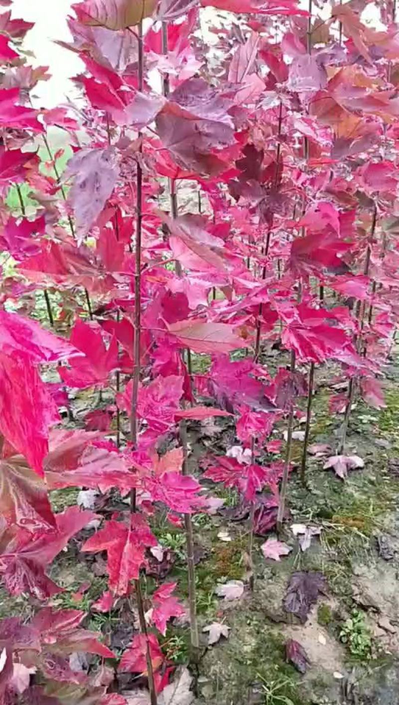 红冠红枫树苗不后悔的选择，没有中间商。欢迎光临。