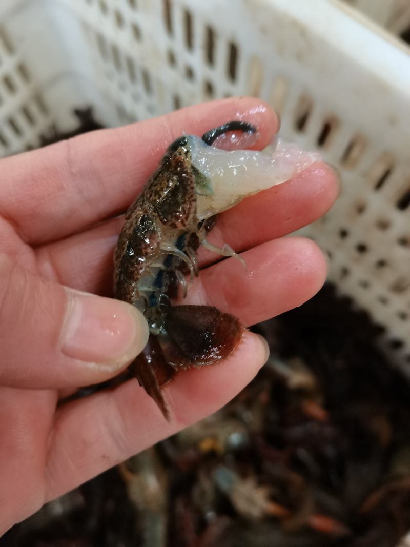 潜江小龙虾新鲜虾尾，肉质q弹。全国直达包邮