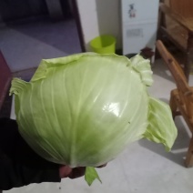 我们经营圆甘兰大量共应