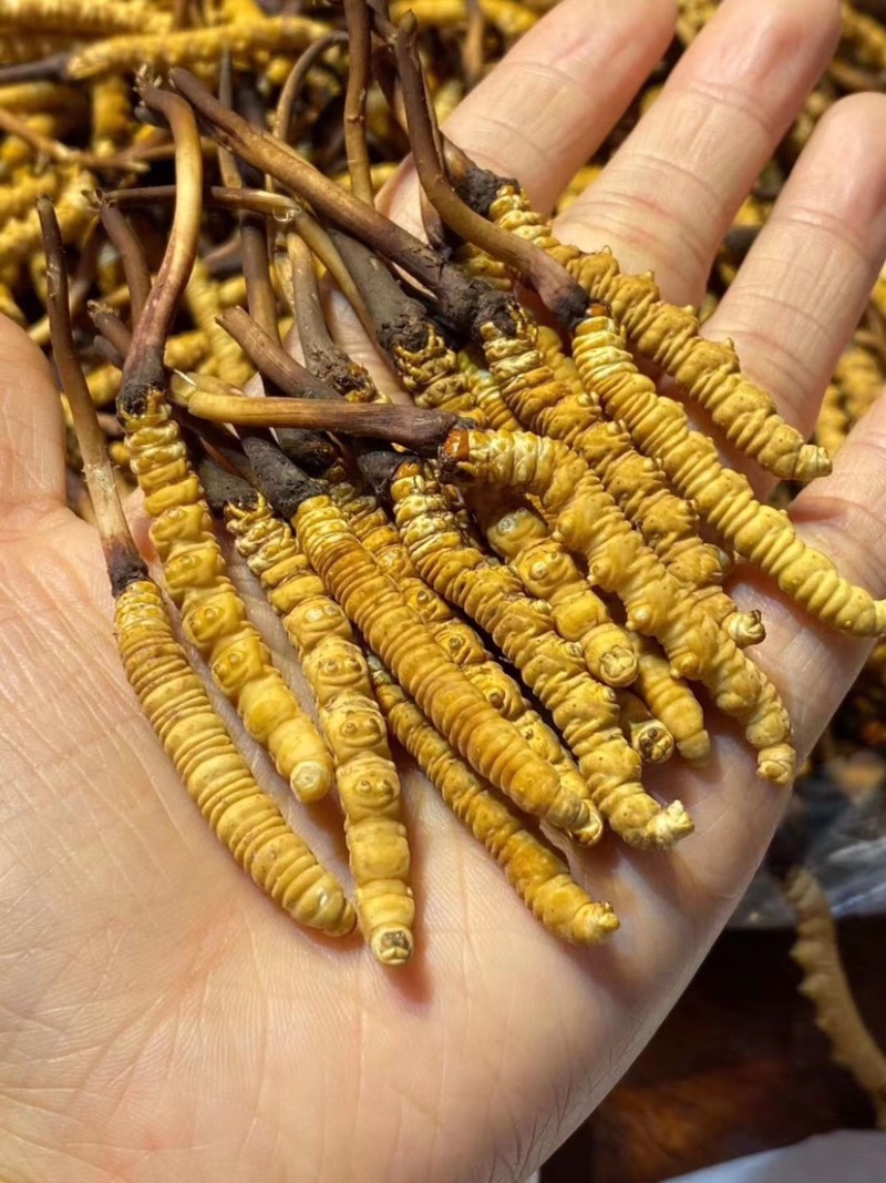 【2024年的鲜草】纯野生冬虫夏草鲜草，纯野生，包邮