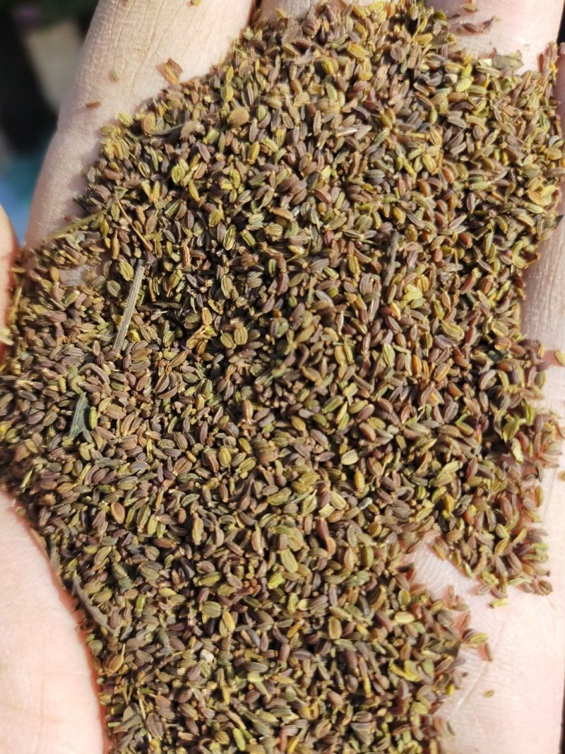柴胡种子