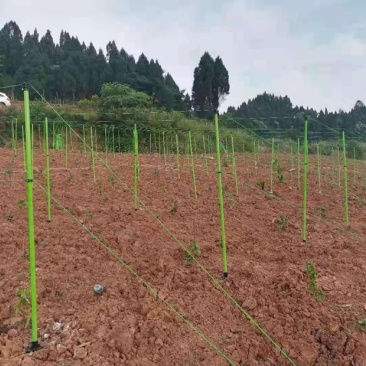 百香果支架玻璃纤维管有无碱纱和树脂合成的抗氧化耐腐蚀