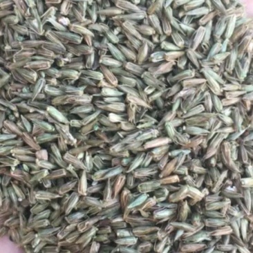 牛膝种子