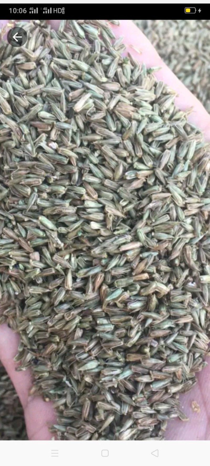 牛膝种子