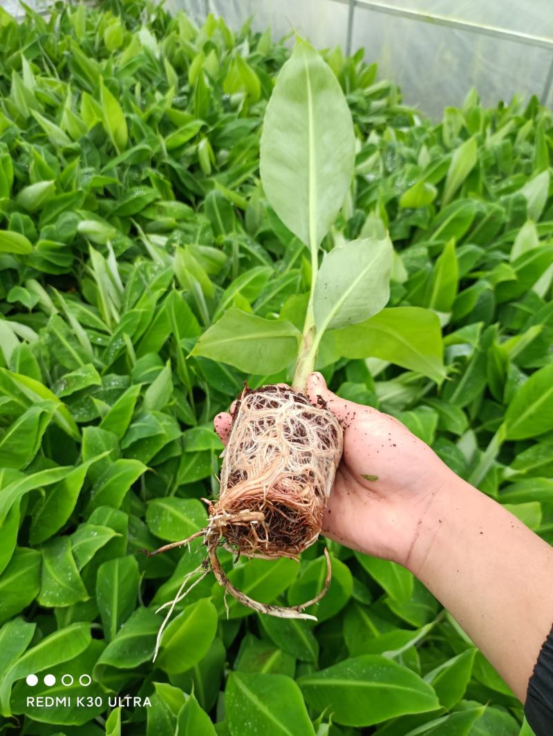 香蕉苗，威廉斯b6，巴西香蕉苗价格优惠，果苗优质产地直销