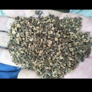 羌活种子