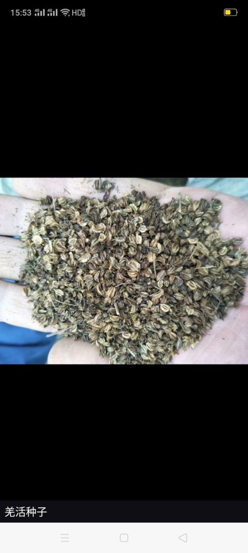 羌活种子
