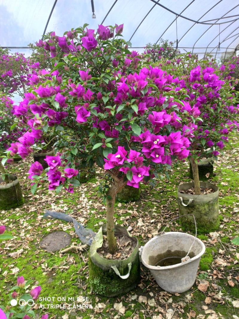 自产自销大量上市花圃紫色红色三角梅欢迎选购