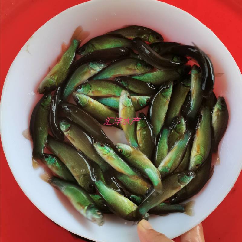 丁桂鱼苗，广东丁桂鱼苗。量大从优，全国发货！