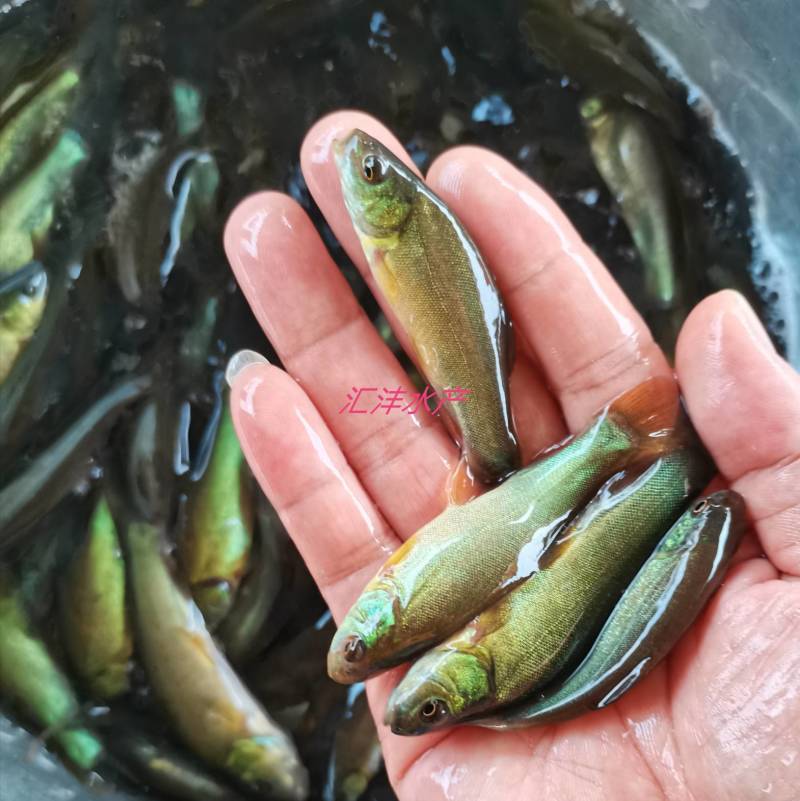 丁桂鱼苗，广东丁桂鱼苗。量大从优，全国发货！