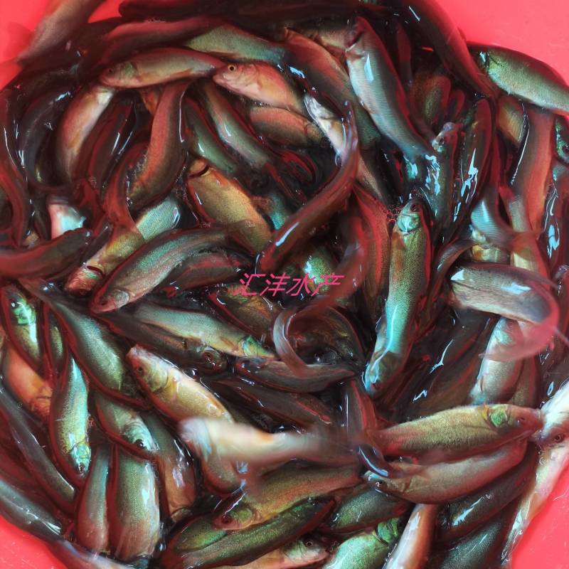 丁桂鱼苗，广东丁桂鱼苗。量大从优，全国发货！