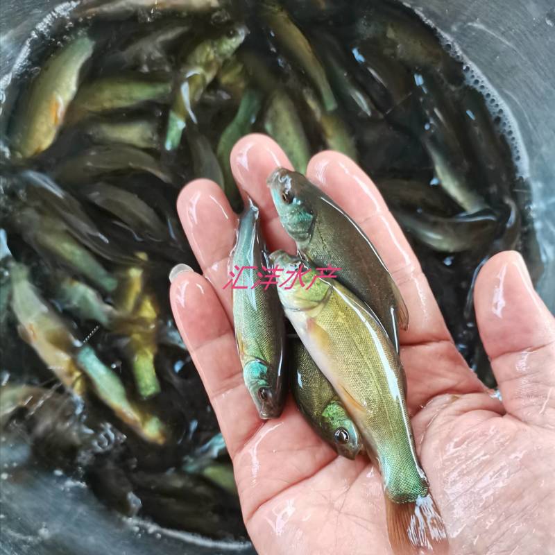 丁桂鱼苗，广东丁桂鱼苗。量大从优，全国发货！