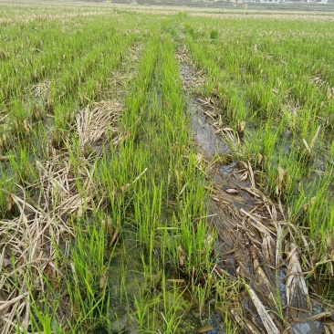 大量提供茭白苗有需求的老板请联系