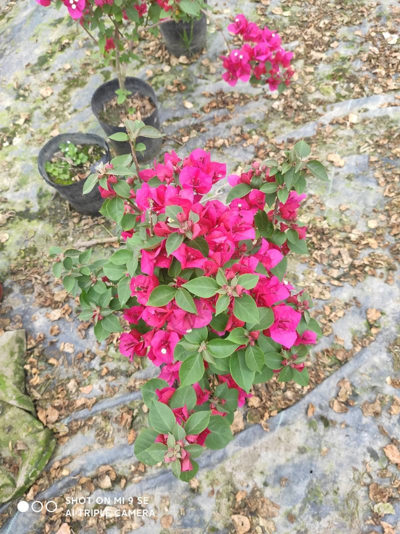 自产自销，工程苗量大从优三角梅花卉，叶子花