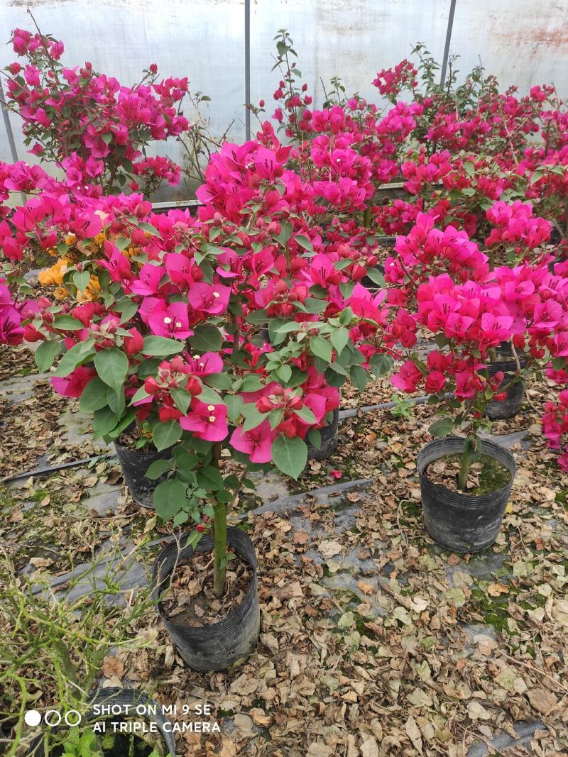 自产自销，工程苗量大从优三角梅花卉，叶子花