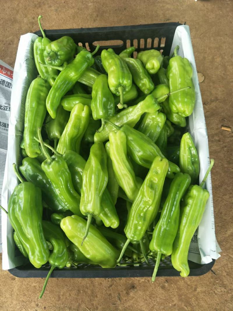 中靓货，大棚货，超标
